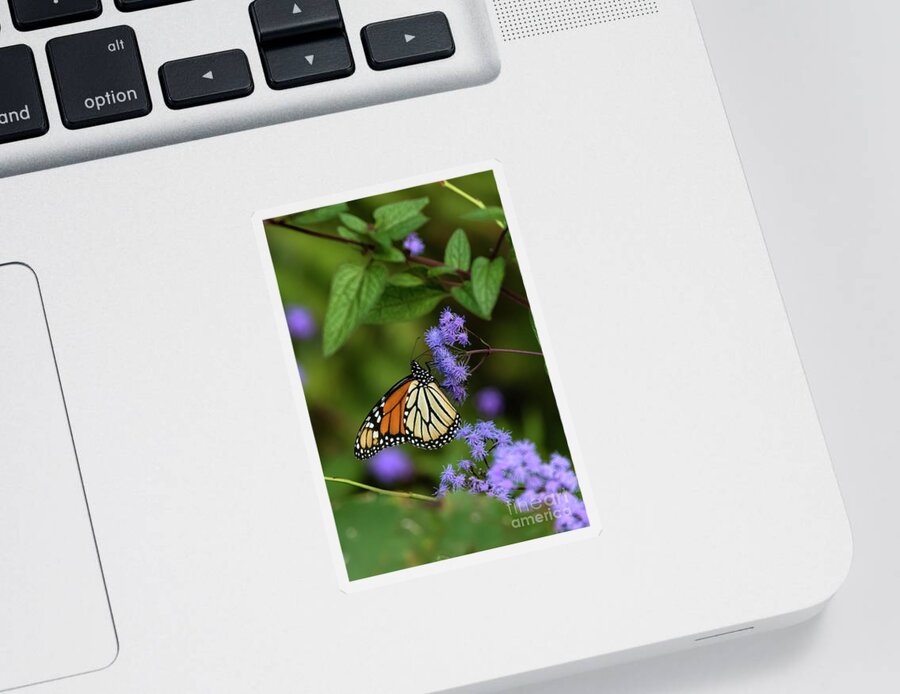Monarch Butterfly Sticker featuring the photograph Monarch on a Blue Mist Flower by Barbara Bowen