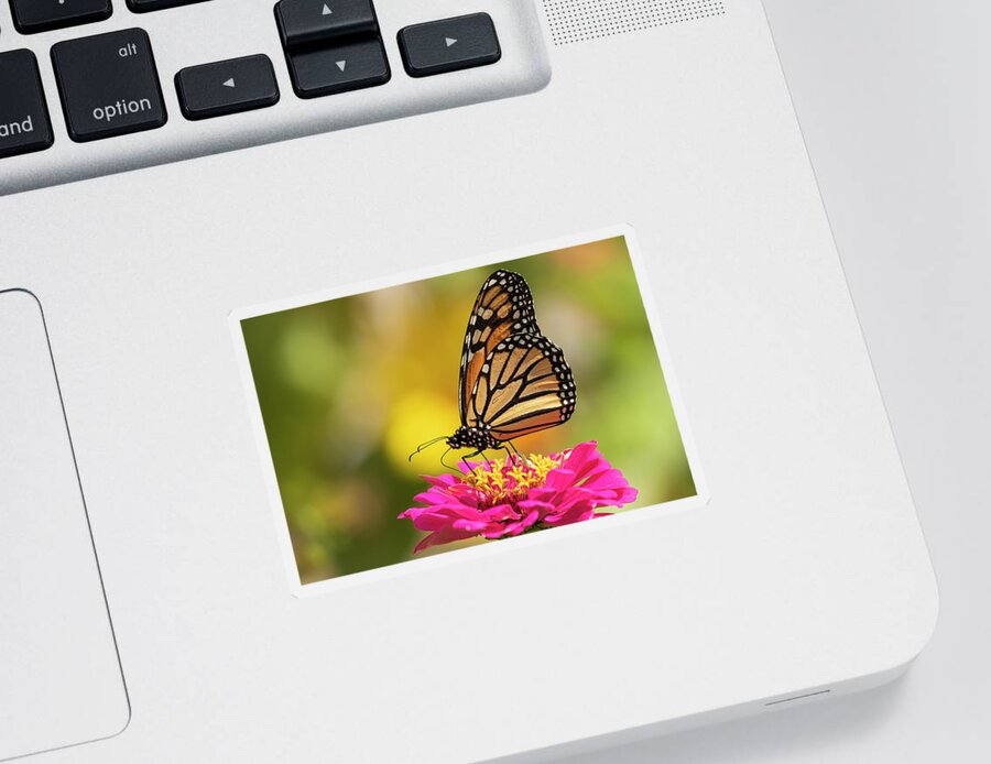 Monarch Butterfly Sticker featuring the photograph Monarch On Zinnia 2016-3 by Thomas Young