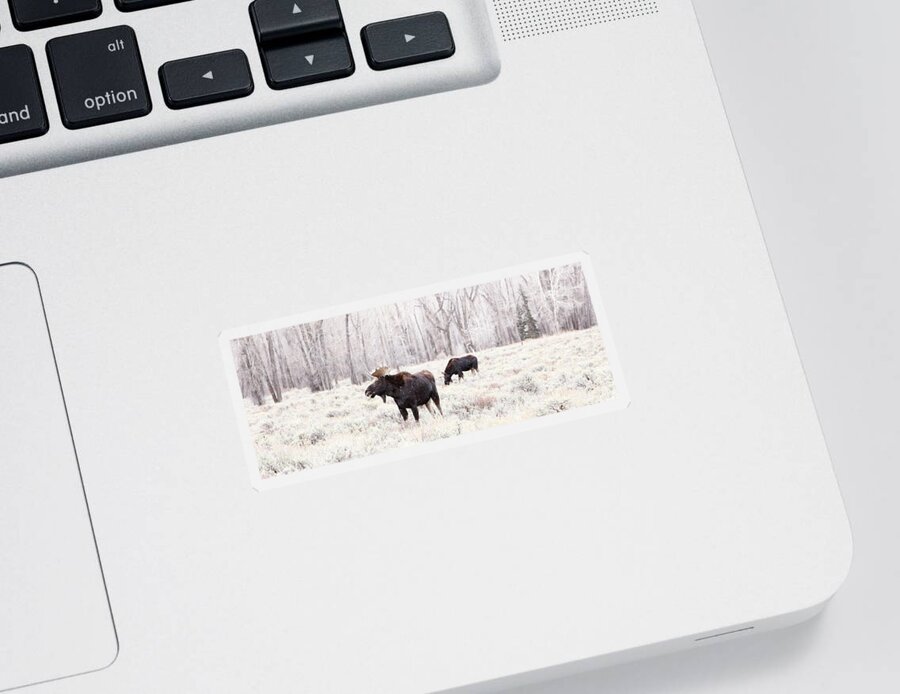 Antlers Sticker featuring the photograph Moose by David Andersen