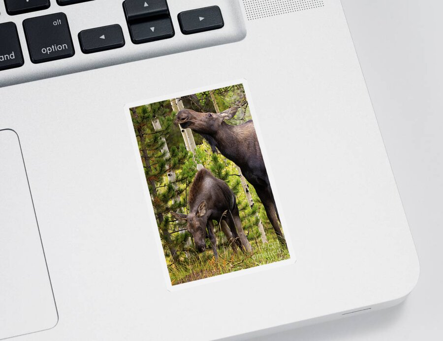 Moose Sticker featuring the photograph Moose Feeding Time by Steven Krull
