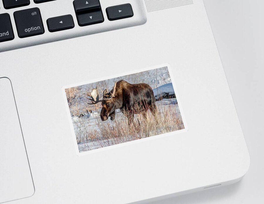 Grand Teton National Park Sticker featuring the photograph Moose in the Willows, Grand Tetons by Marcy Wielfaert