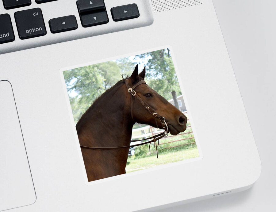 Horse Sticker featuring the photograph Morgan Horse Portrait by Linda Brittain