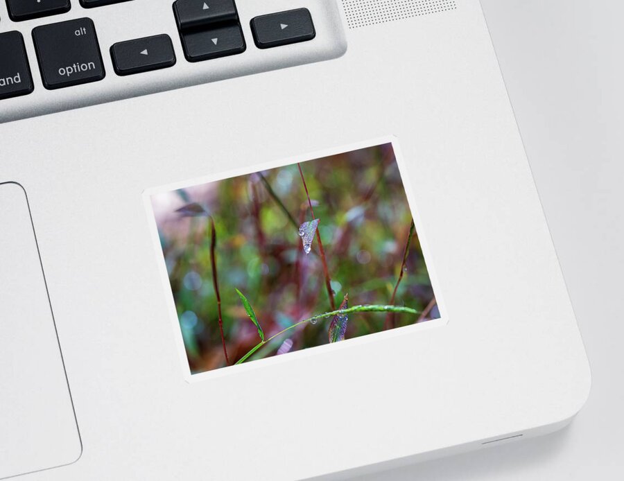 Water Drops Sticker featuring the photograph Morning Dew on Grass by Amelia Pearn