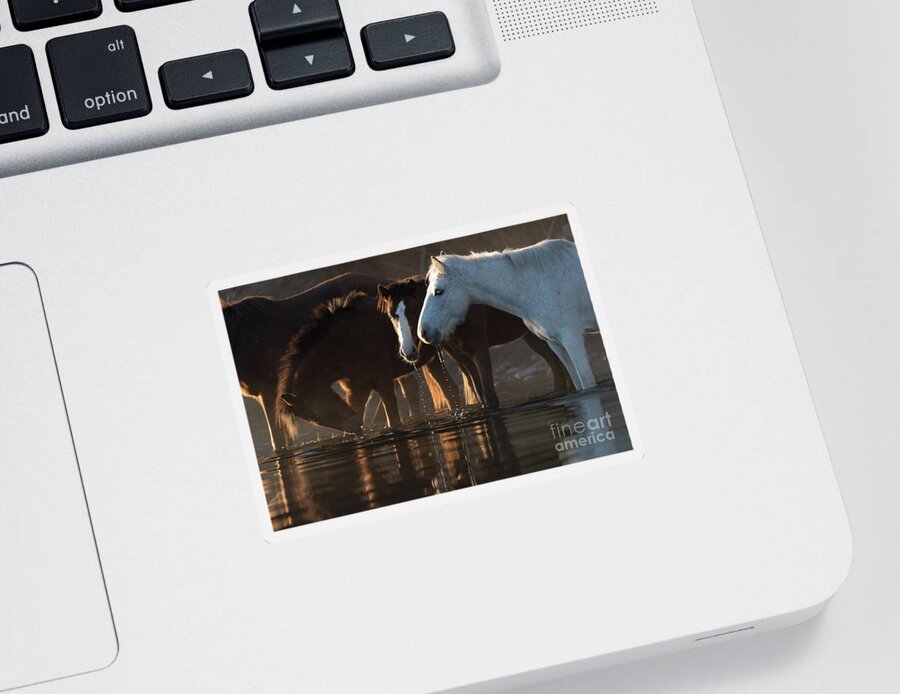 Salt River Wild Horses Sticker featuring the photograph Morning Drink by Shannon Hastings