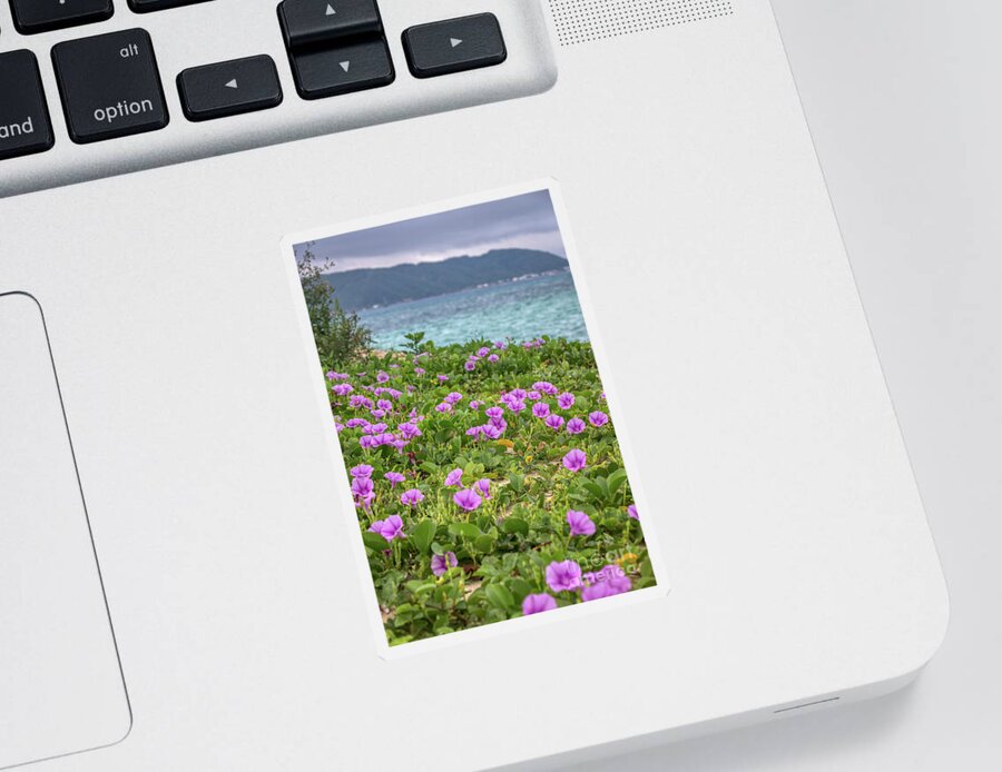 Beach Morning Glory Sticker featuring the photograph Morning Glory by Rebecca Caroline Photography