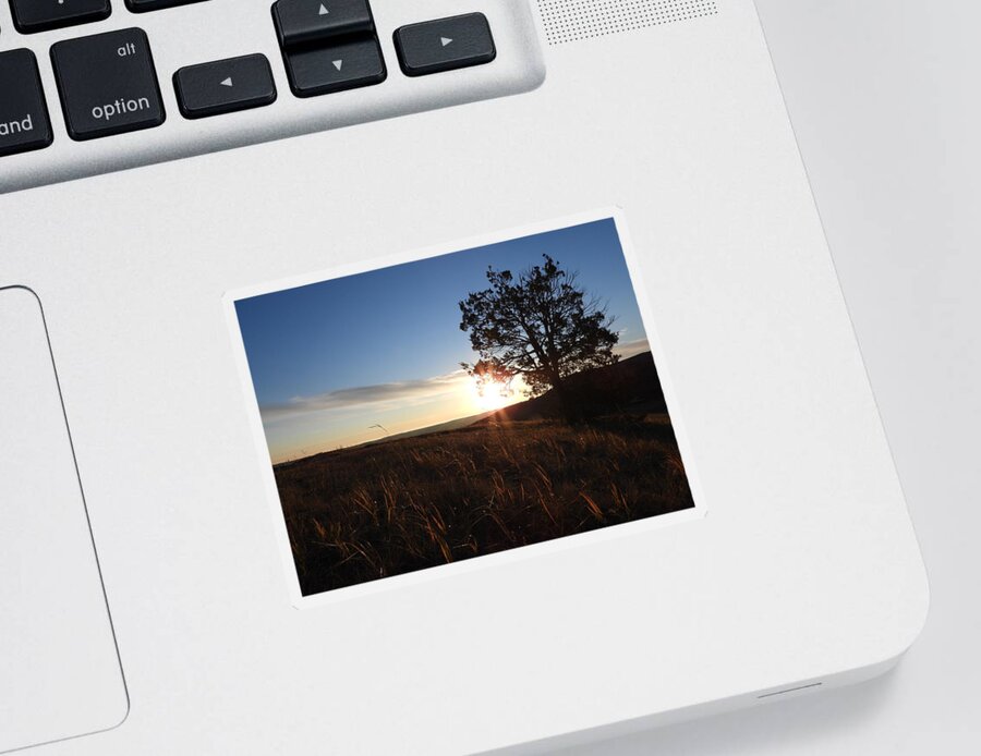 Sunrise Sticker featuring the photograph Morning Light by Amanda R Wright