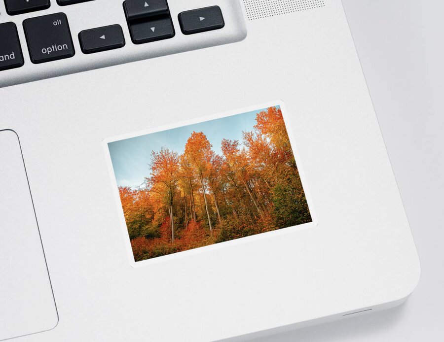 Forest Sticker featuring the photograph Morning Light in the Forest by Philippe Sainte-Laudy