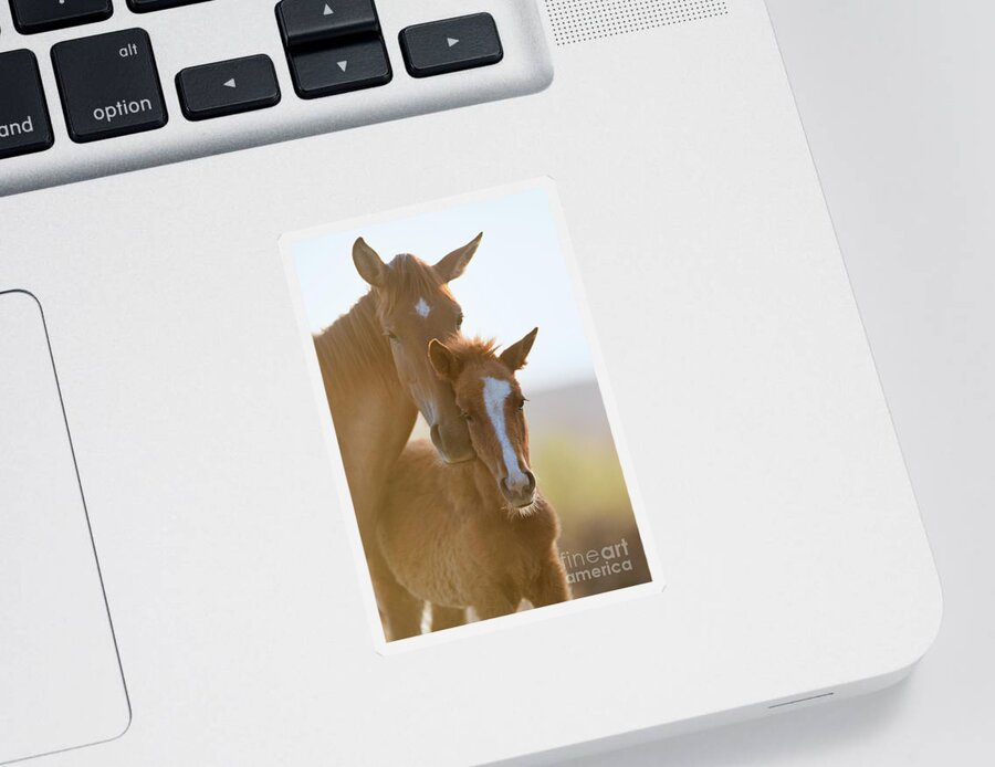 Cute Foal Sticker featuring the photograph Morning Portrait by Shannon Hastings