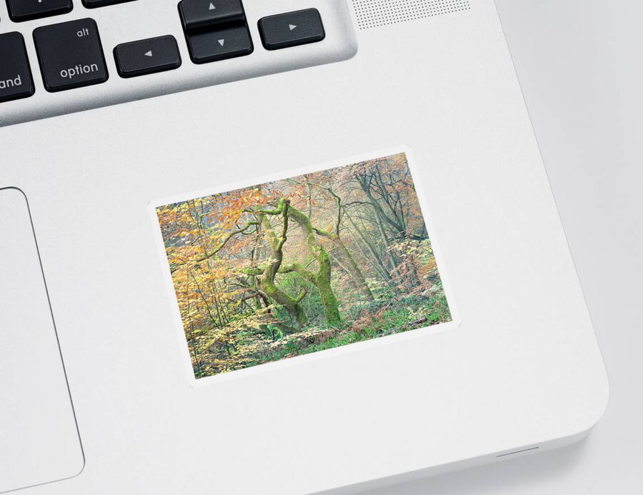 Twisted Tree Sticker featuring the photograph Moss covered oak tree in Autumn by Anita Nicholson