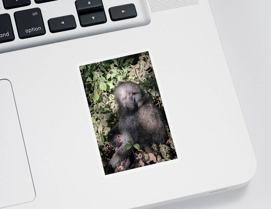 Africa Sticker featuring the photograph Mother and Baby Baboon by Mary Lee Dereske