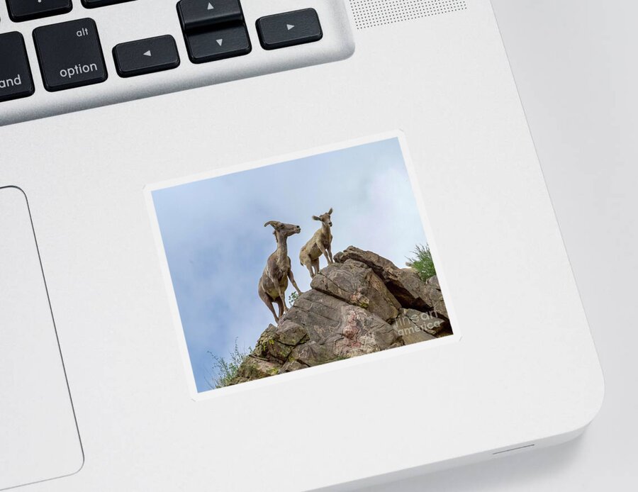 Bighorn Sheep Sticker featuring the photograph Mother and Baby Bighorn Sheep by Shirley Dutchkowski