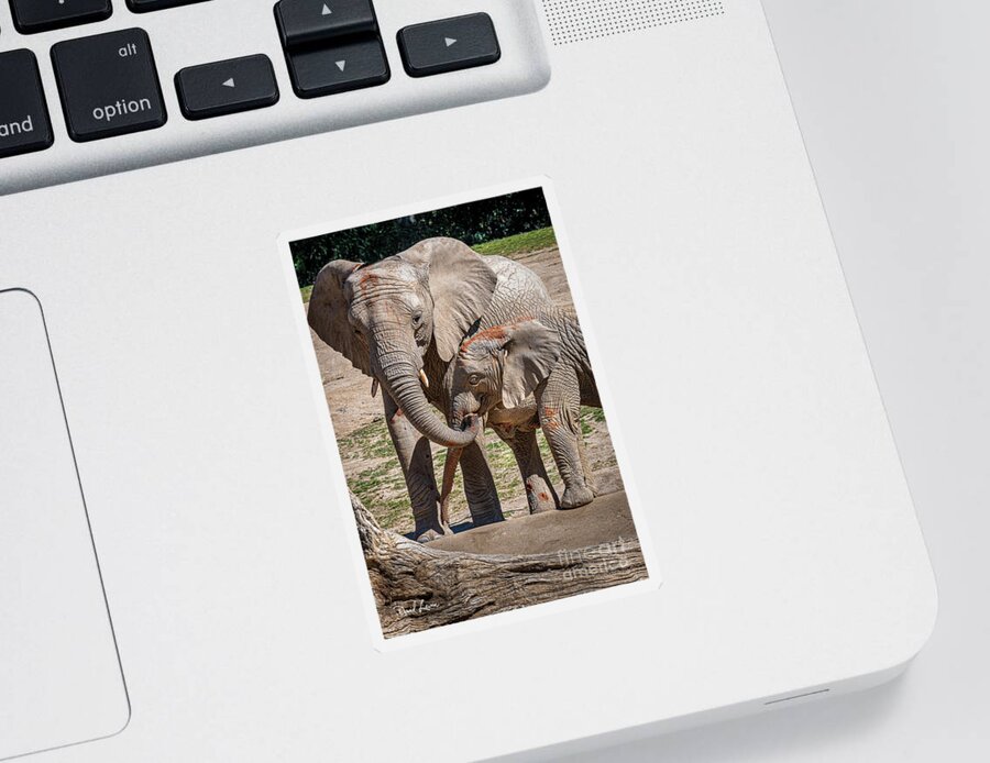 Animals Sticker featuring the photograph Mother and Daughter Lunch by David Levin