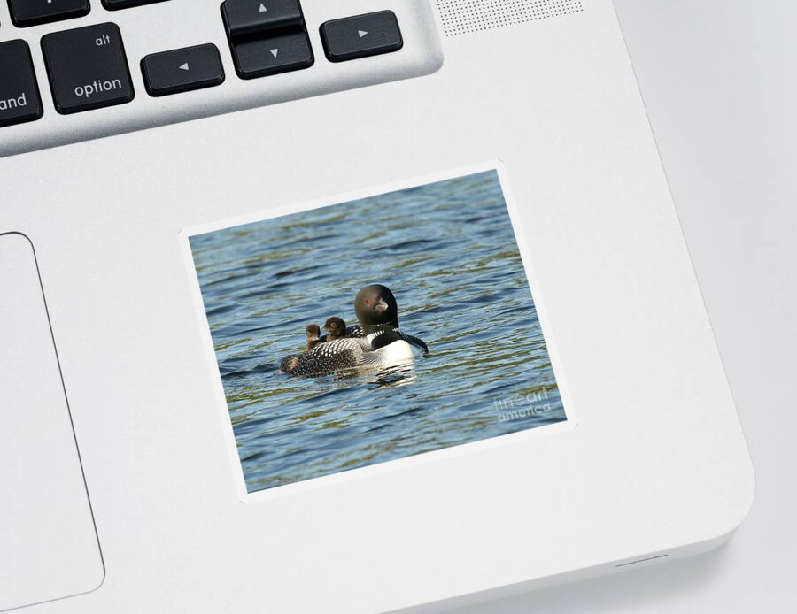 Loon Sticker featuring the photograph Mother loon the life preserver by Heather King