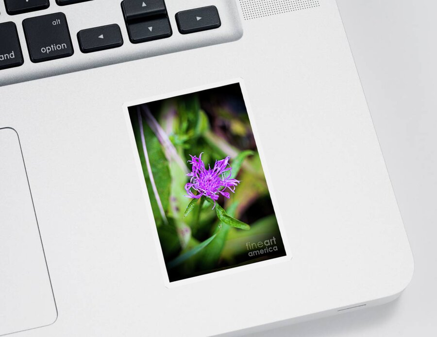 Flower Sticker featuring the photograph Mountain Bluet Flower by Claudia Zahnd-Prezioso