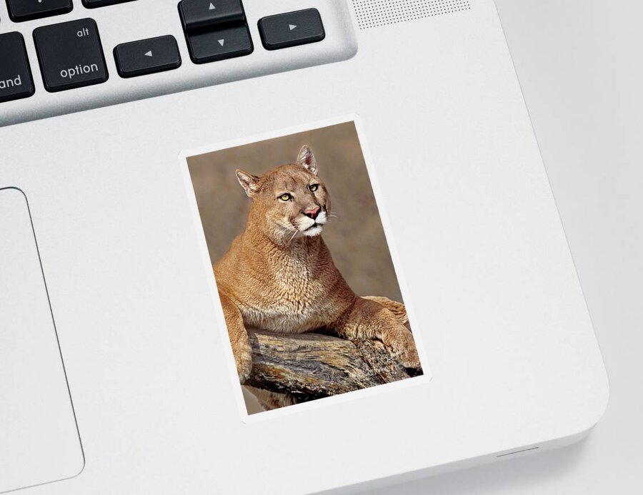 Dave Welling Sticker featuring the photograph Mountain Lion Portrait Vertical by Dave Welling