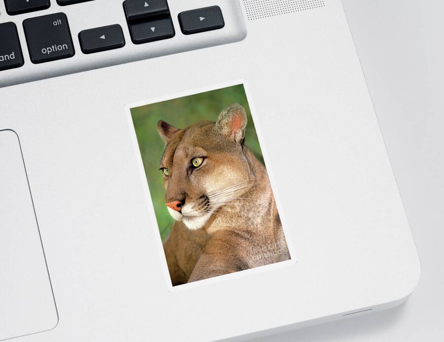 Mountain Lion Sticker featuring the photograph Mountain Lion Portrait Wildlife Rescue by Dave Welling