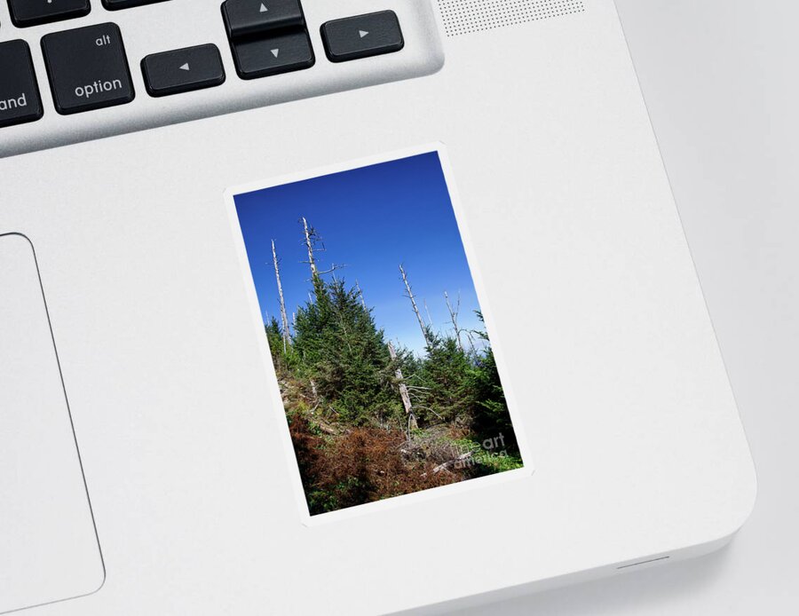 Balsam Woolly Adelgid Sticker featuring the photograph Mountain Pines by Phil Perkins