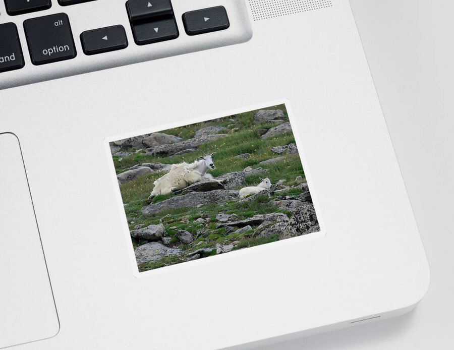 Colorado Sticker featuring the photograph Mt Goats by Paula Guttilla