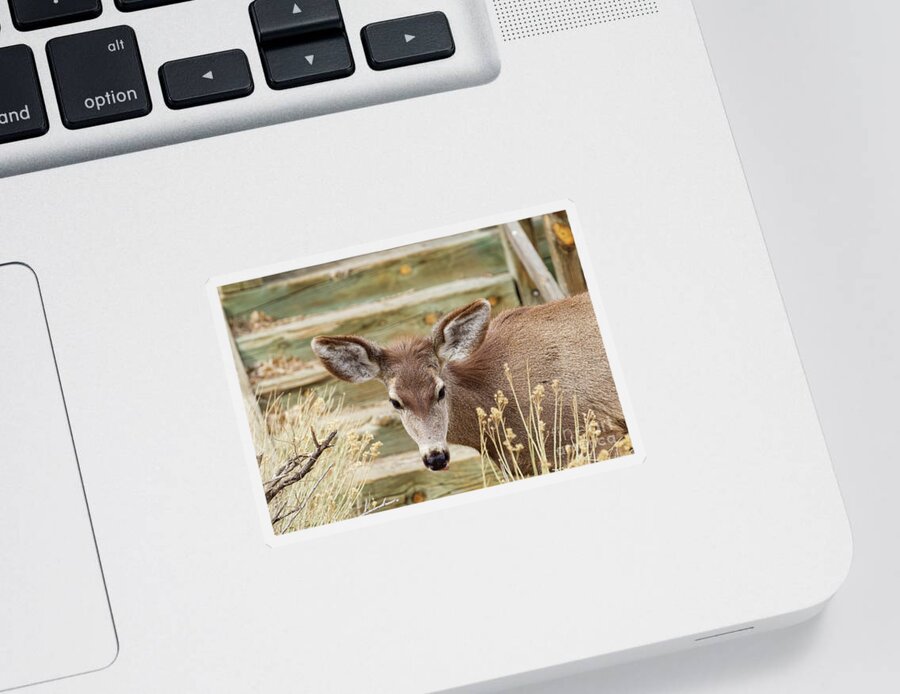 Deer Sticker featuring the photograph Mule Deer by Shirley Dutchkowski