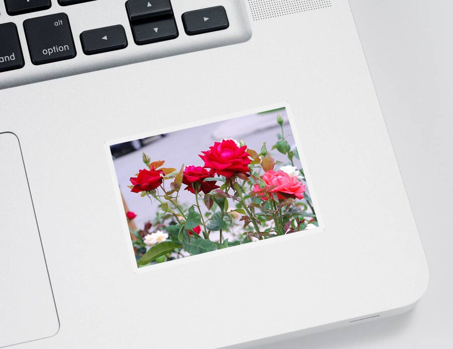 Roses Sticker featuring the photograph Multi Roses by Ee Photography