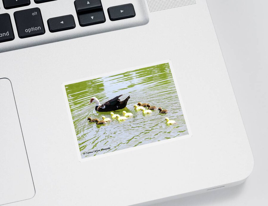 Ducks Sticker featuring the photograph Muscovy duck and ducklings by Tahmina Watson