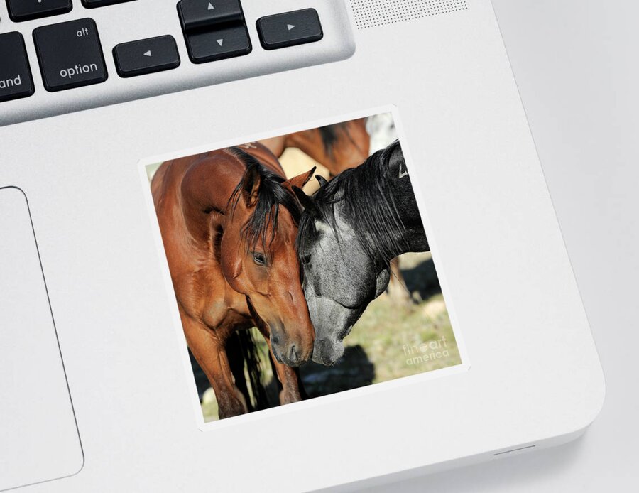 Deerwood Ranch Sticker featuring the photograph Mustang Friends by Carien Schippers
