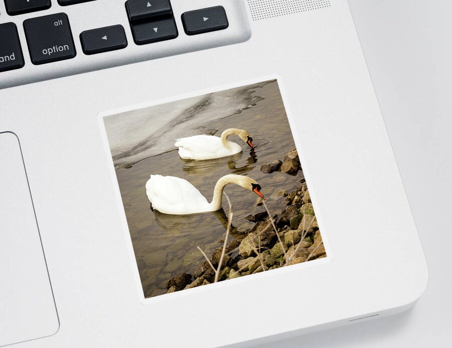Cygnus Sticker featuring the photograph Mute swan pair by SAURAVphoto Online Store