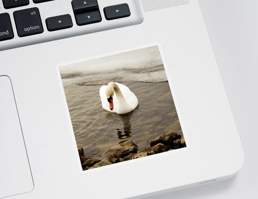 Cygnus Sticker featuring the photograph Mute swan by SAURAVphoto Online Store