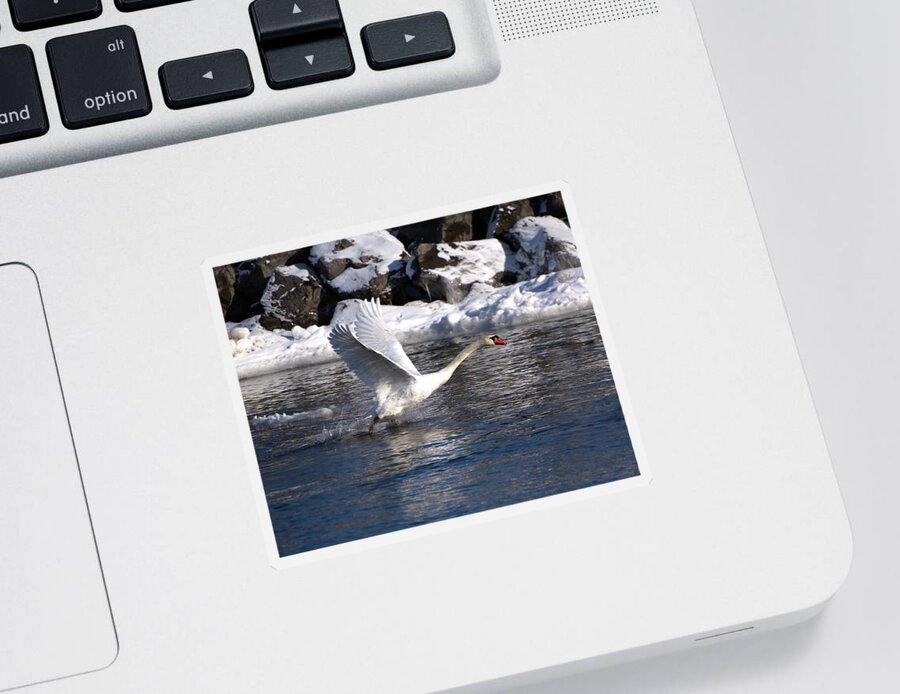 Mute Sticker featuring the photograph Mute Swan Takes Flight by Flinn Hackett