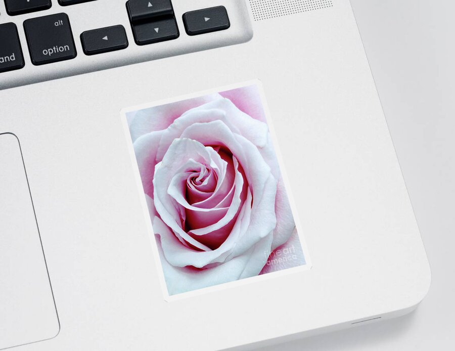 Rose Sticker featuring the photograph Muted Pink Old Fashioned Rose by Amy Dundon