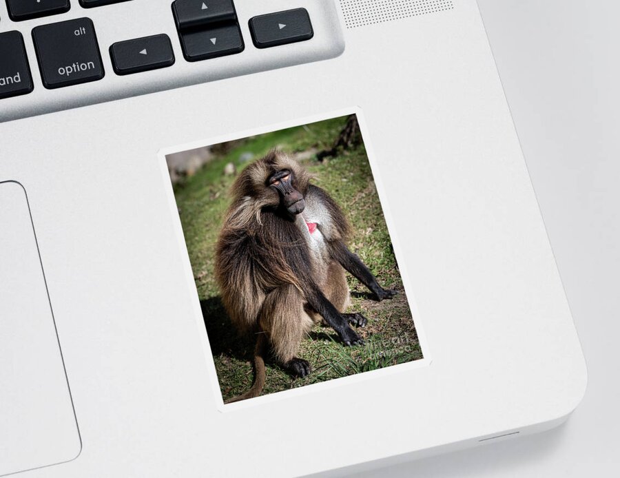 David Levin Photography Sticker featuring the photograph My Best Side by David Levin