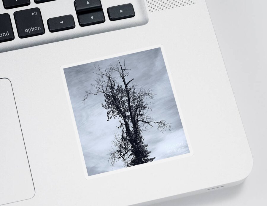 The Beauty Of Trees Sticker featuring the photograph My Jungle Tree by fototaker Tony