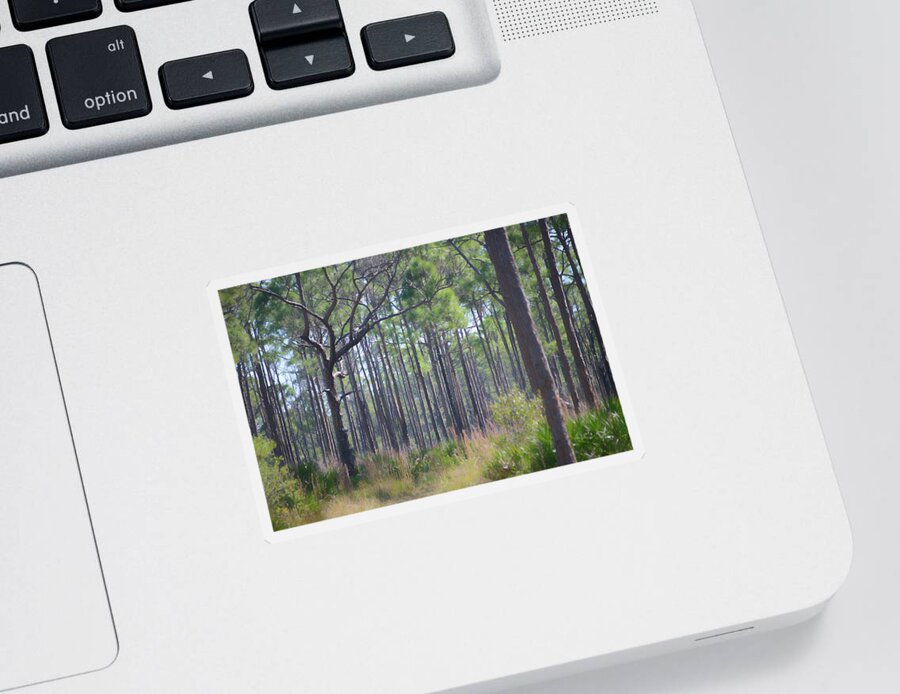 Forest Sticker featuring the photograph Myakka State Forest by Alison Belsan Horton