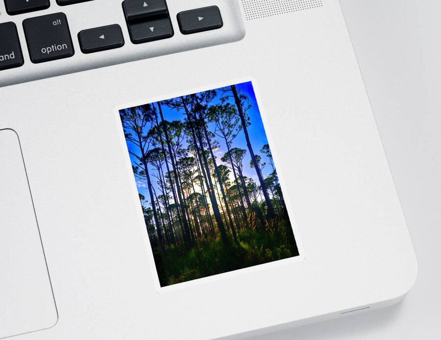 Myakka State Forest Sticker featuring the photograph Myakka Sunset by Alison Belsan Horton