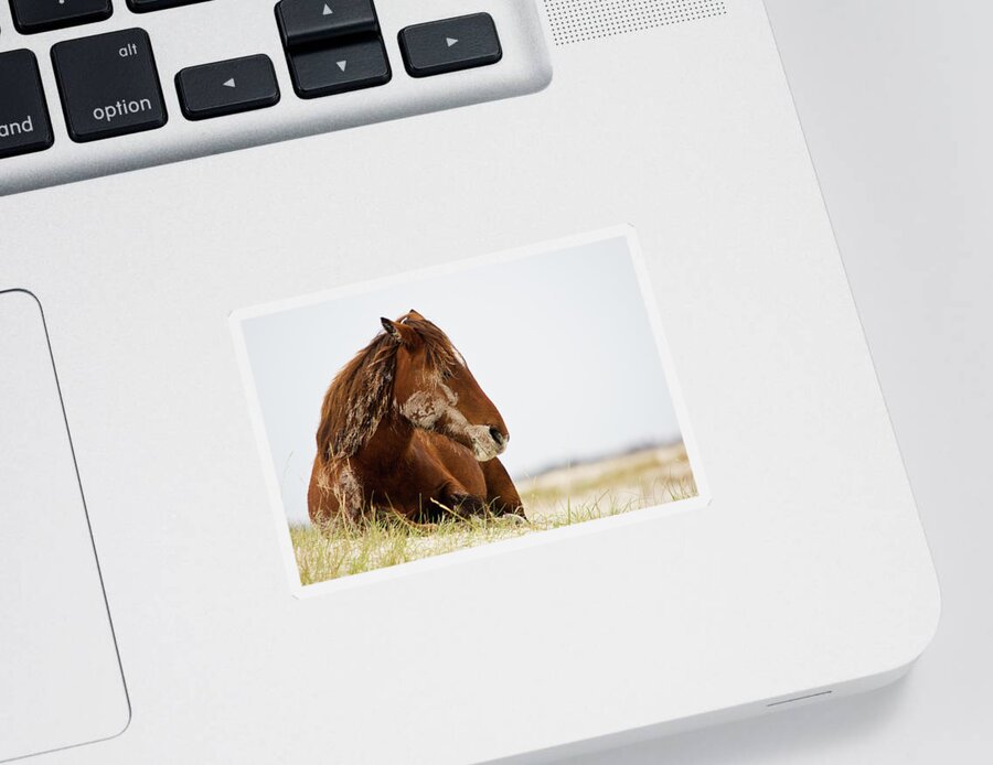 Wild Horse Sticker featuring the photograph Napping Wild Mustang Wakes Up by Bob Decker