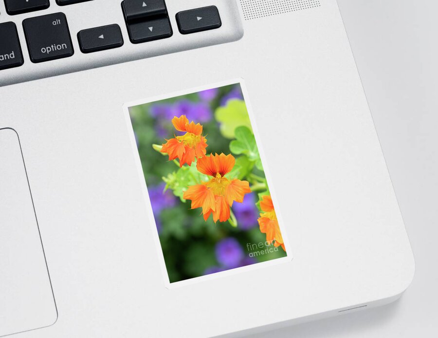 Nasturtium Sticker featuring the photograph Nasturtium Phoenix Flowers by Tim Gainey