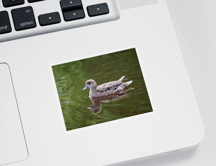 Anas Penelope Sticker featuring the photograph Natural blond. Eurasian wigeon by Jouko Lehto