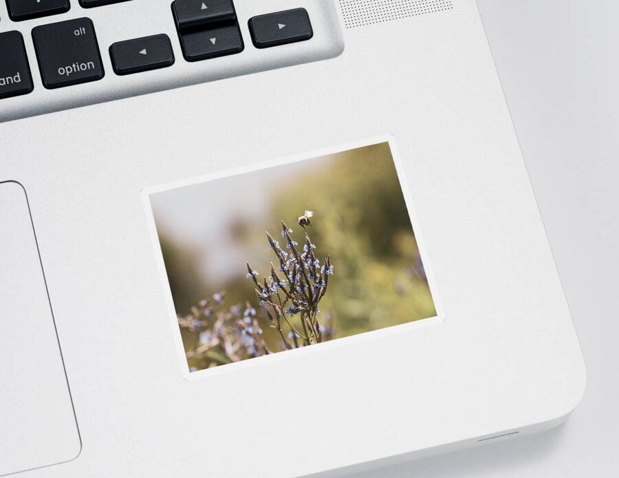 Bee Sticker featuring the photograph Nature Photography - Bee at Sunrise 2 by Amelia Pearn
