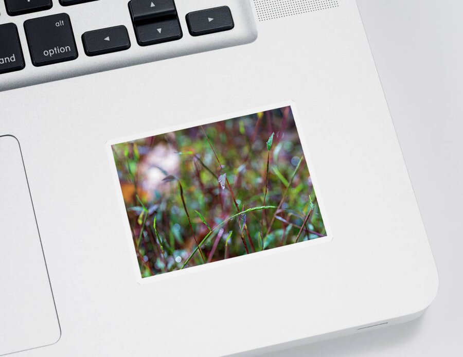 Fall Sticker featuring the photograph Nature Photography - Fall Grass by Amelia Pearn