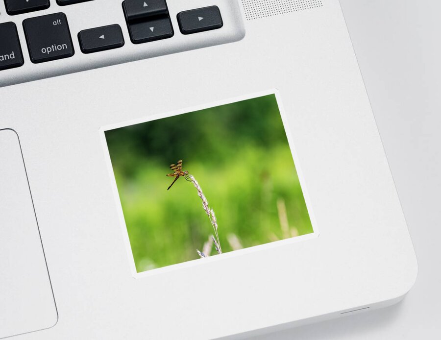 Animals Sticker featuring the photograph Nature Photography - Wild Dragonfly by Amelia Pearn