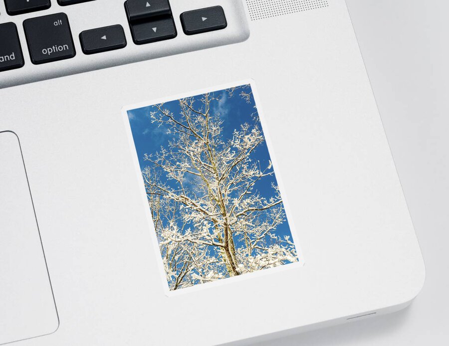 Sky Sticker featuring the photograph Nature Photography - Winter Tree by Amelia Pearn