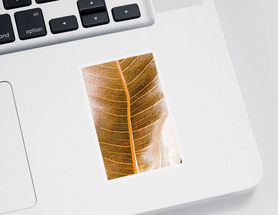 Leaves Sticker featuring the photograph Natures intricacies by Jorgo Photography