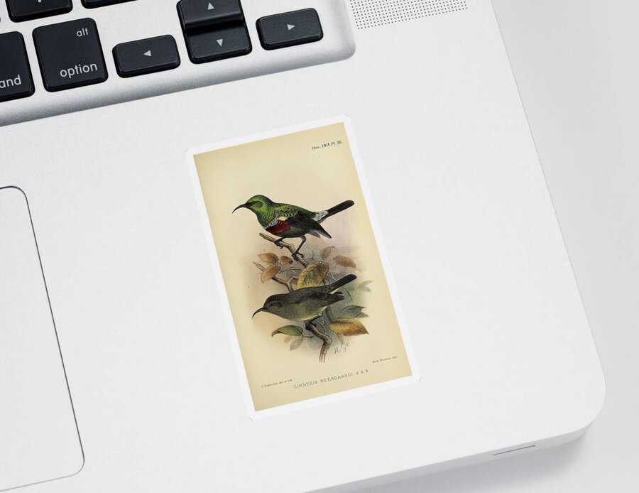 Birds Sticker featuring the mixed media Neergaard's Sunbird, cinnyris neergaardi by World Art Collective