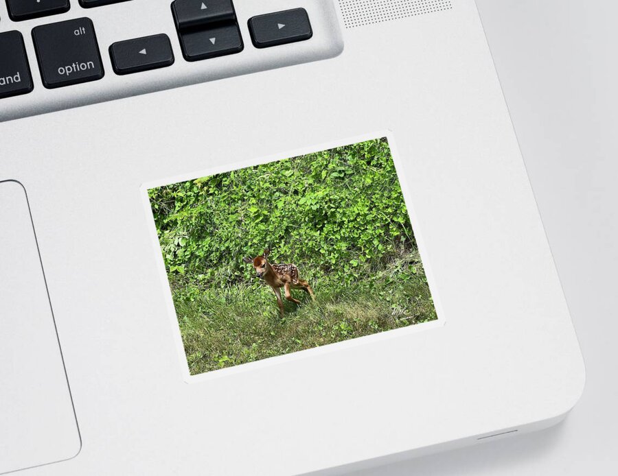  Sticker featuring the photograph New Born Baby deer by Meta Gatschenberger