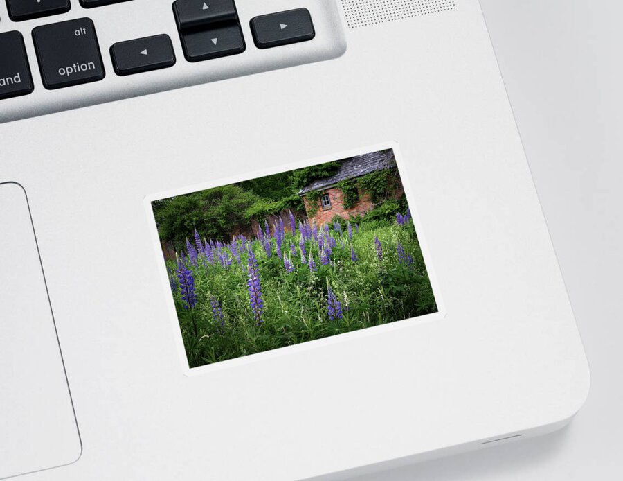 Lupine Sticker featuring the photograph New England Lupine by Bill Wakeley