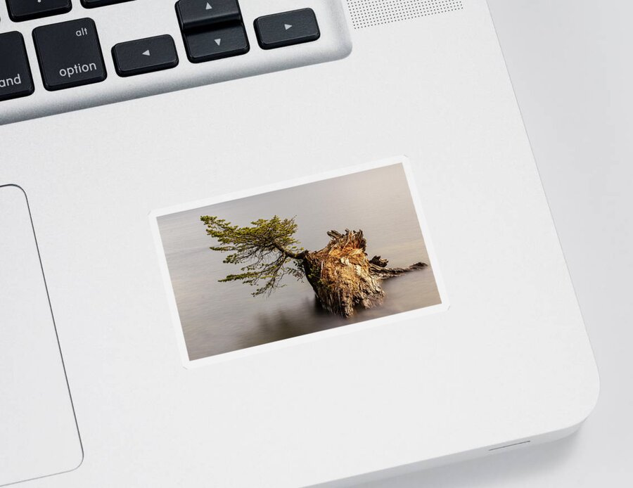 Landscape Sticker featuring the photograph New Growth From Fallen Tree by Tony Locke