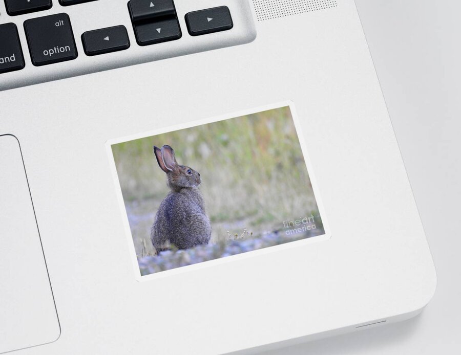 Rabbit Sticker featuring the photograph Nipped by frost by Nicola Finch