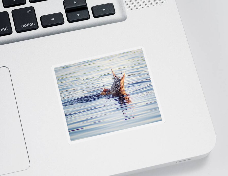 Aquatic Sticker featuring the photograph No Butts About It by Gary Geddes