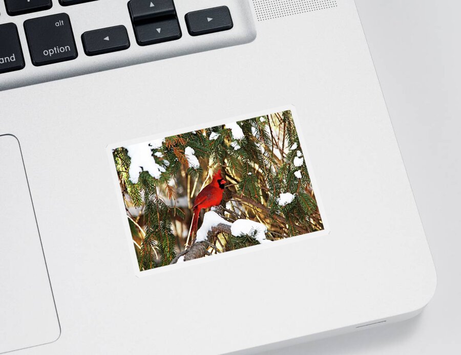 Northern Red Cardinal Sticker featuring the photograph Northern Cardinal In Winter by Debbie Oppermann