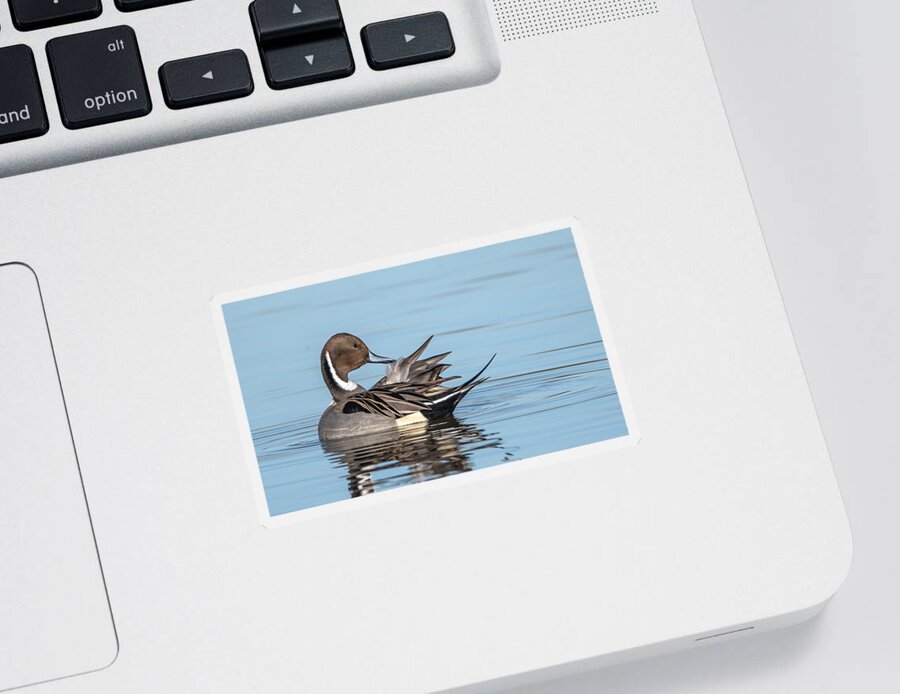 Northern Pintail Duck Sticker featuring the photograph Northern Pintail Duck 9015-010522-2 by Tam Ryan